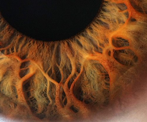 ohscience:

Eye Close Up (by Robert D Bruce)
