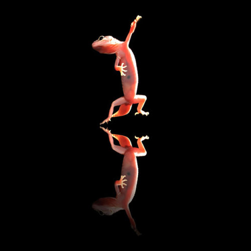 A cheeky gecko does an impression of Liz-ard Minnelli, dancing its way across a mirror. The photograph was taken by Shikhei Goh in his studio in Indonesia.
Picture: SHIKHEI GOH / CATERS NEWS (via Pictures of the day: 17 November 2011 - Telegraph)