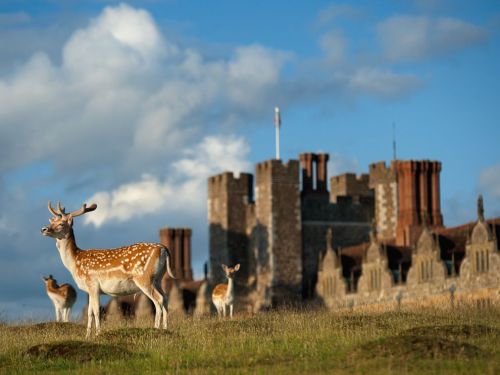 Deer, EnglandPhoto: Jim Richardson
The fallow deer in the park at Knole, Kent, have looked down at the world with long-nosed lordliness since the days of King James. The deer park is a rare survival from the roughly 700 in early 17th-century England.