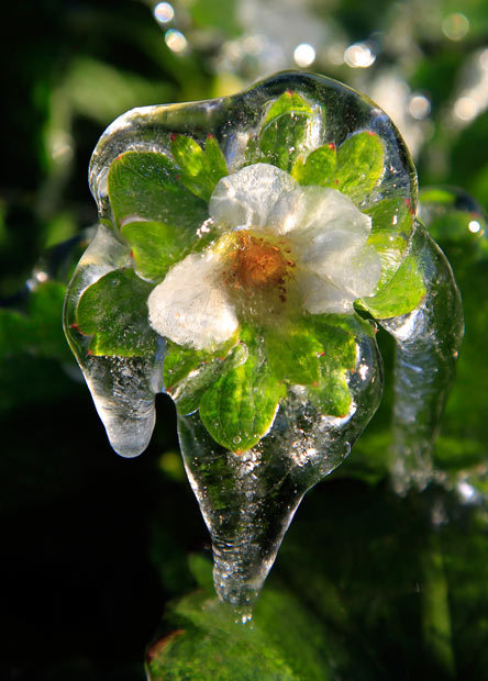 dendroica:

…A layer of protective ice covers a new strawerry blossom in a field in Dover, Florida Picture: Chris O’Meara/AP (via Pictures of the day: 5 January 2012 - Telegraph)
