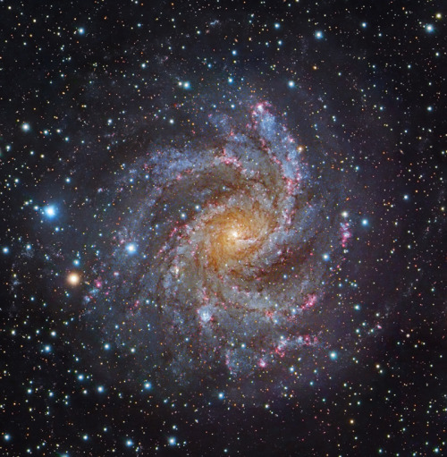 cwnl:

NGC 6946: Spiral Galaxy in Cepheus
Copyright: Luminance data from the Subaru Telescope (NAOJ), RGB data by Robert Gendler; processing: Robert Gendler
Distance: 22,000,000 light years
NGC 6946 is one of the nearest giant spiral galaxies beyond the local group. It has a high level of star formation throughout its disk in addition to a strong nuclear starburst region. NGC 6946 has hosted nine supernovae (SN 1917A, SN 1939C, SN 1948B, SN 1968D, SN 1969P, SN 1980K, SN 2002hh, SN 2004et, and SN 2008S) within the last century attesting to its prodigious star forming history.
