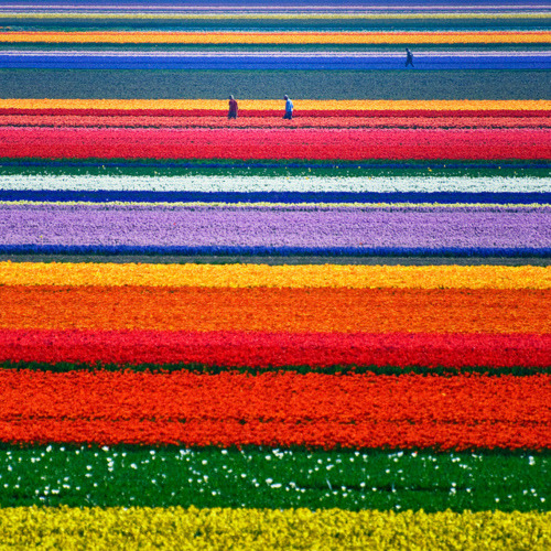 
Tulip Field, North Holland, The Netherlands

photo by allardone
