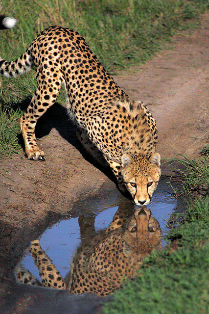 tapio-ca:Cheetah Drinking in the Masai Mara by Rob Kroenert on Flickr.