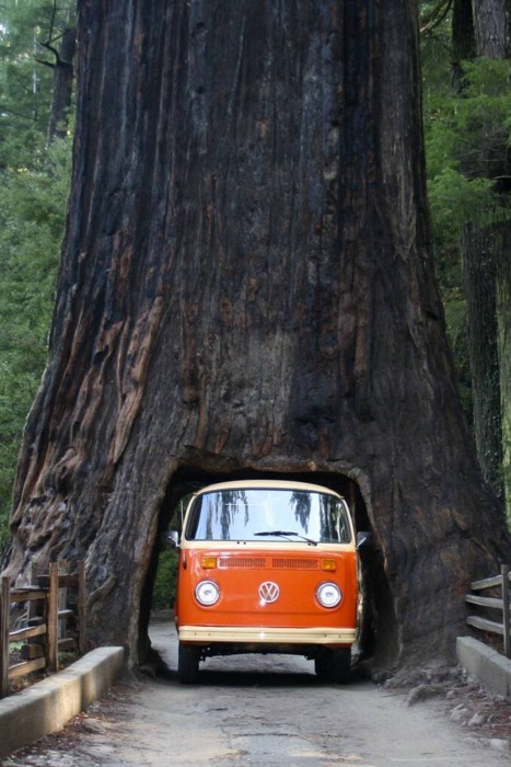  hippie van hippie bus hippies VW Volkswagen redwood forest California 