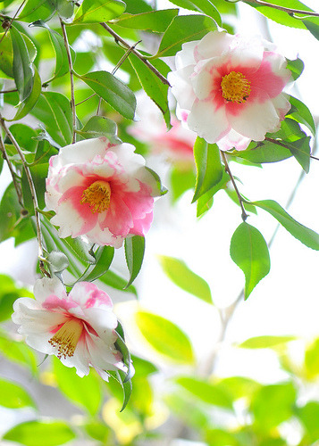 prettylittleflower:

Camellia japonica (by myu-myu)

