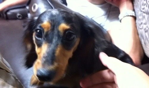 @/ywww: Ugly dog. Characteristic - hates the owner.
Translation credits: SHINeee.net