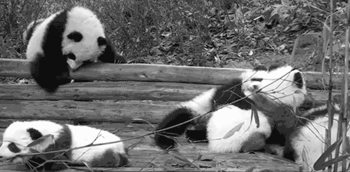 gif cute Black and White Panda animal cute gif Pandas 