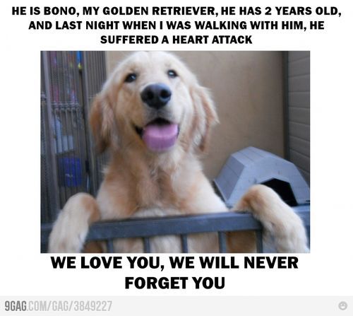 I will miss you dog miss you sad pet love together heart heaven angel