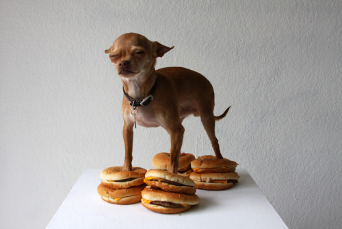 (via The Pet Blog: Cheeseburger, cheeseburger, cheeseburger)