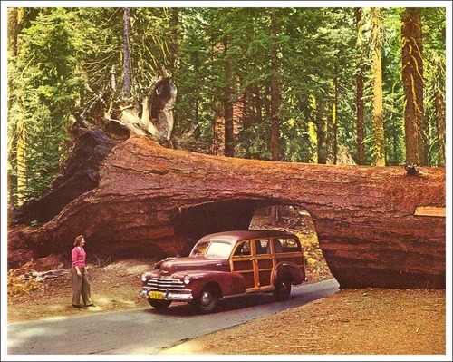 Fallen Sequoia Tree Tunnel, Yosemite, California Photo by Josef Muench