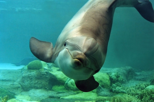 plottac: Smiling Dolphin by M J Thomas on Flickr.