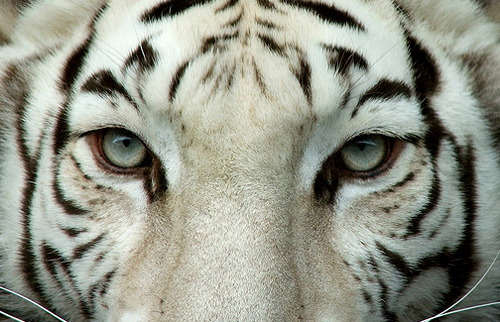 It&#8217;s the eye of the tiger, it&#8217;s the thrill of the fight. - Survivor