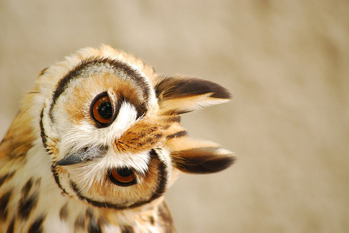 Owl charm (by Sidclay Dias) 