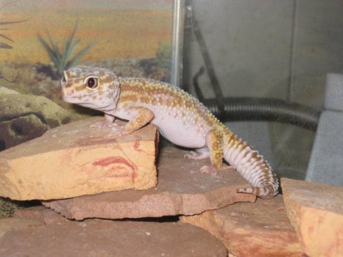 Caring for Leopard Geckos