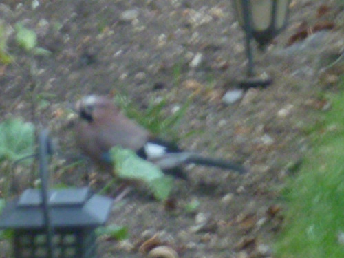 Bird. on Flickr.terribly blurry photo of a mystery bird that...