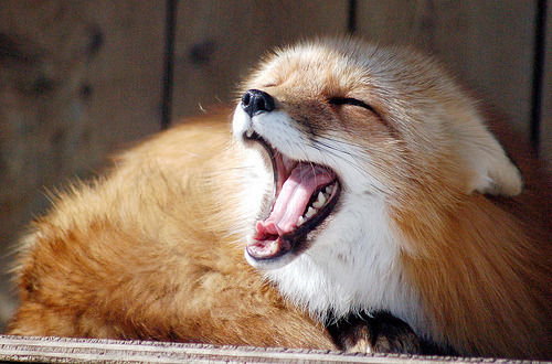 animals yawning > humans yawning