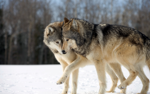 10-12 февраля - волчьи святки. 