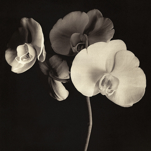 Orchid, toned XL-Kallitype (by Wolfgang Moersch)
via wasbella102:puckbox