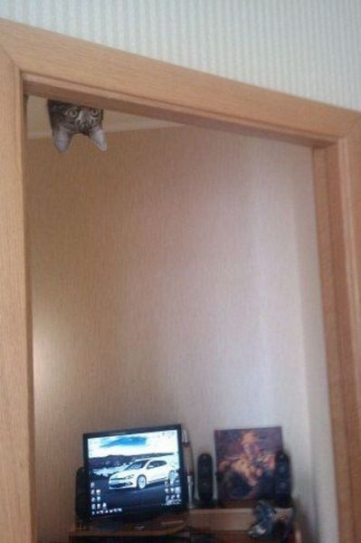 funny-pictures-uk: I see you!! 